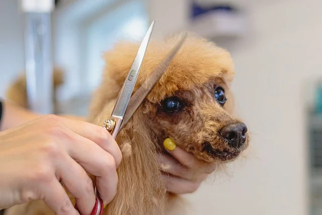 a person cuting dog hair with caesar