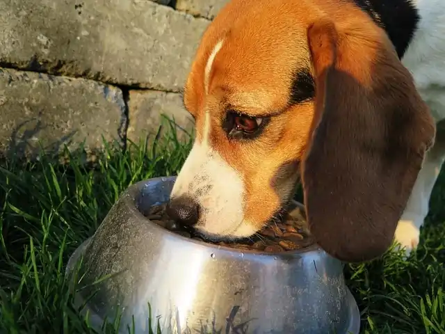 dog eating dog food from bowl