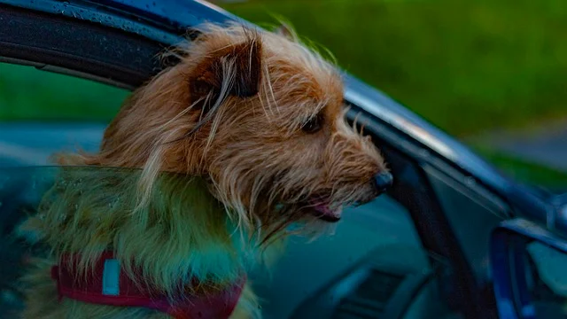 dog in a car looking out of window