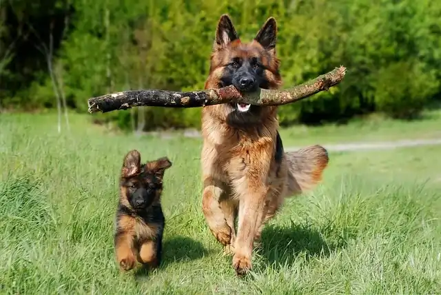shepherd dog runing in field grabing a stick in mouth with a puppy