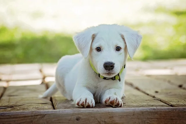 White Puppy siting on wooden flor